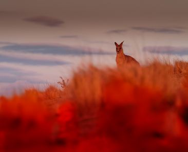 Kangaroo